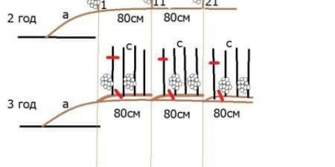 Formiranje grma vinove loze: kako pravilno formirati vinovu lozu - dijagrami
